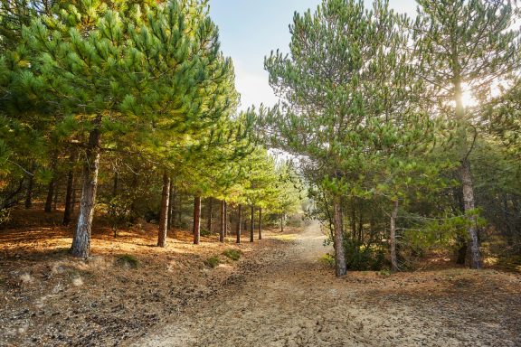 Forêt Notre Dame de Monts
